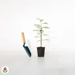 Mimosa D'hiver -France Fournitures De Jardin Soldes 2024 001629 wil qlh 1629 1 1705997062701