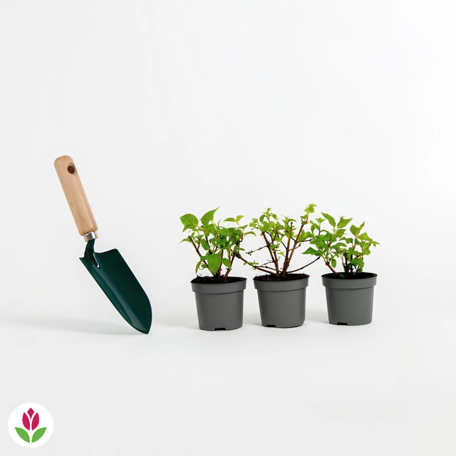 3 Fuchsias Résistants Au Gel Annabel 6 3 Fuchsias Résistants Au Gel Annabel – Image 4