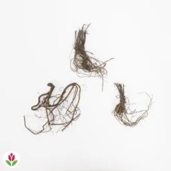 Géranium Vivace Bleus De L'Himalaya -France Fournitures De Jardin Soldes 2024 005199 wil QLZ 005199 1 1709029122197