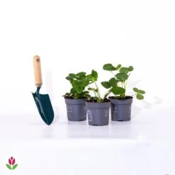 3 Fraisiers Remontants à Fleurs Roses Toscana -France Fournitures De Jardin Soldes 2024 005240 wil qlp 005240 1 1705057941762