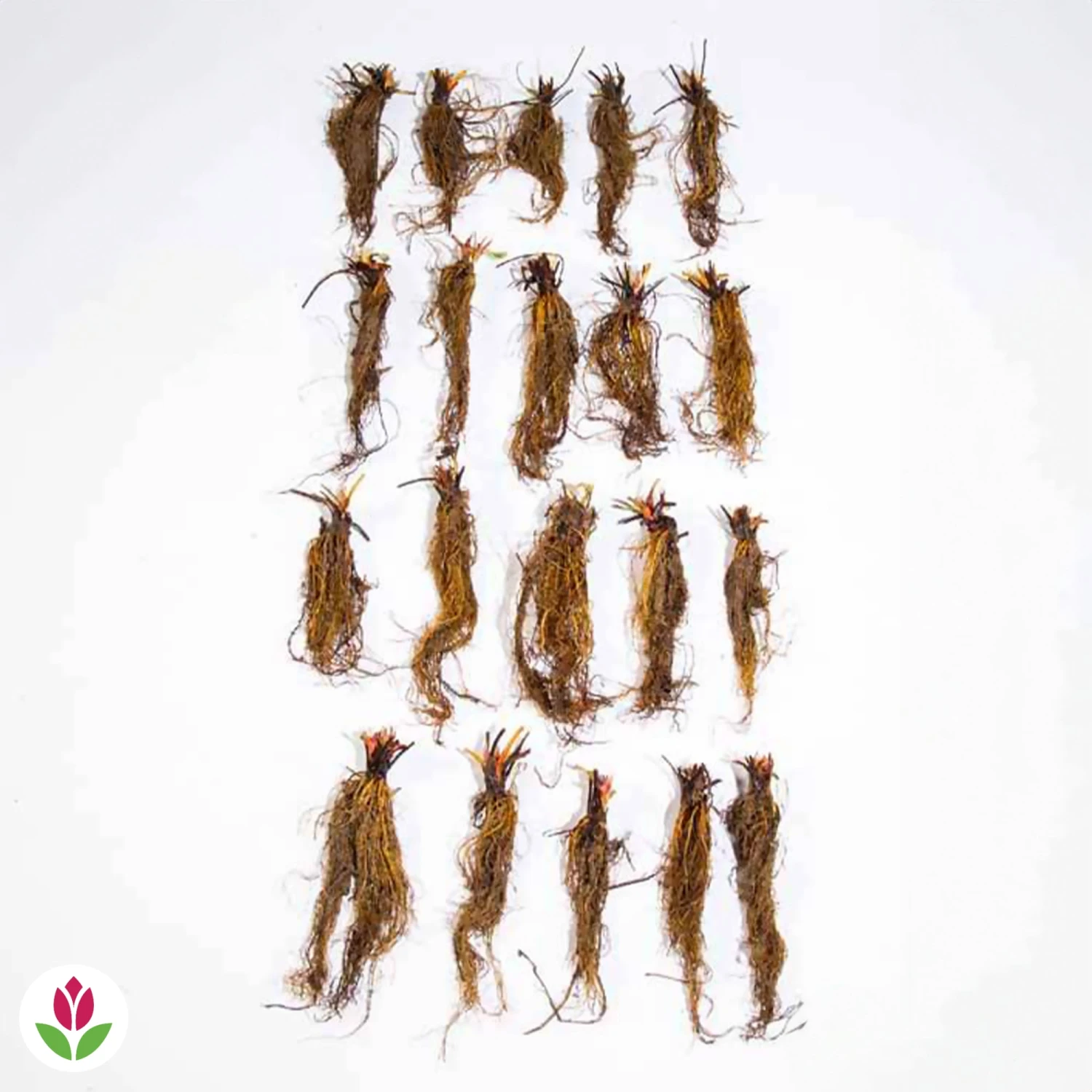 Fraisier Gariguette 7 Fraisier Gariguette – Image 5