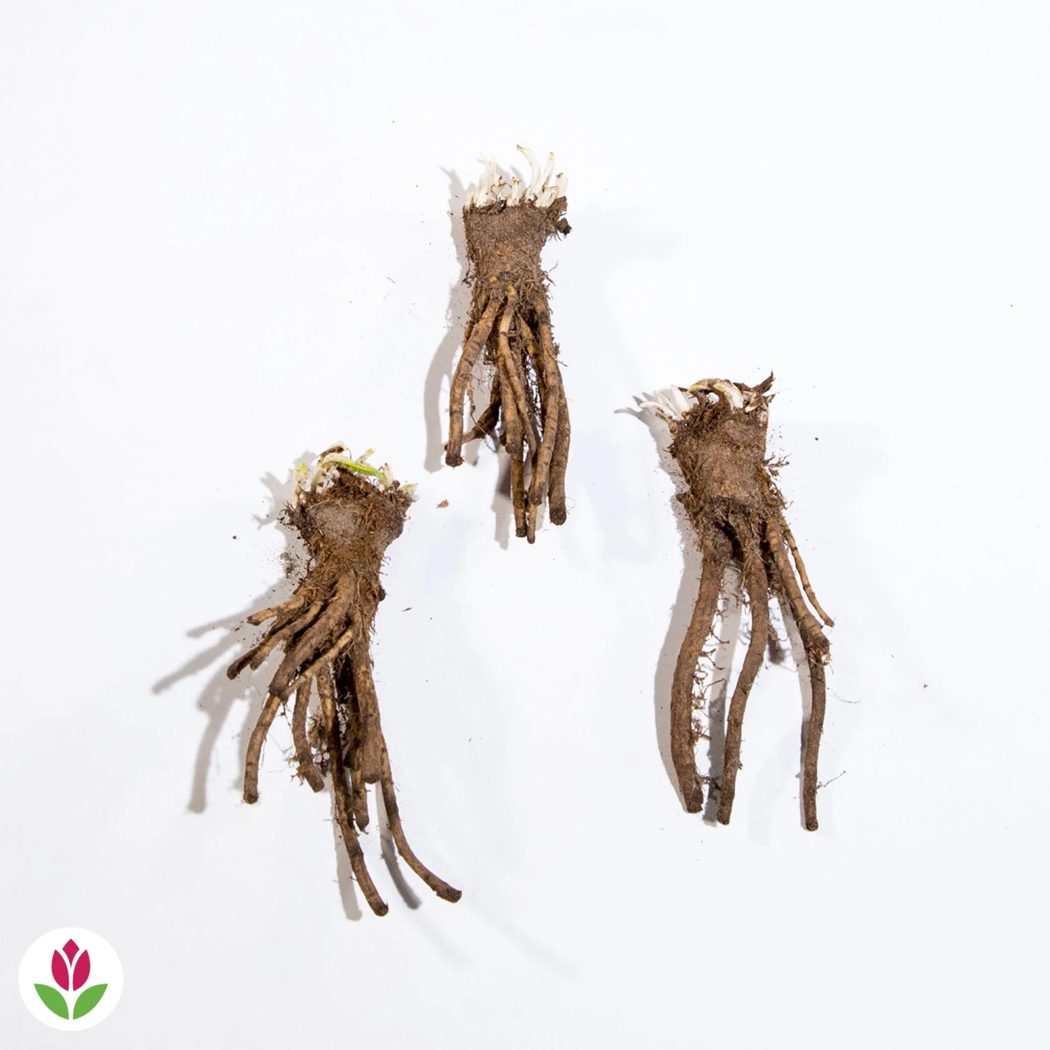 3 Pavots D'Orient Rouge 4 3 Pavots D'Orient Rouge – Image 2