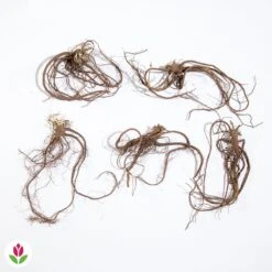 5 Saponaires Ocymoides 13 5 Saponaires Ocymoides -France Fournitures De Jardin Soldes 2024 005343 wil qlz 26043 11 1708956855987