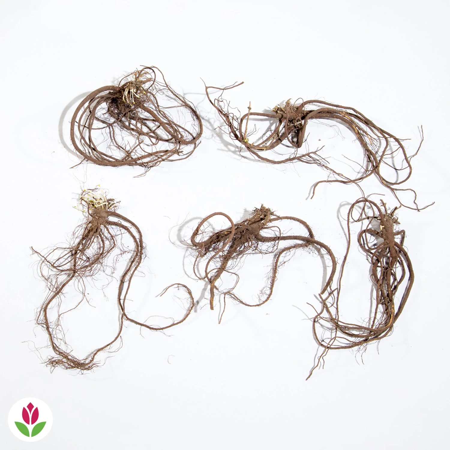 5 Saponaires Ocymoides 8 5 Saponaires Ocymoides – Image 6