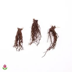 Hellébore Rose De Noël 11 Hellébore Rose De Noël -France Fournitures De Jardin Soldes 2024 005430 wil qlh 89935 7 1708958473501