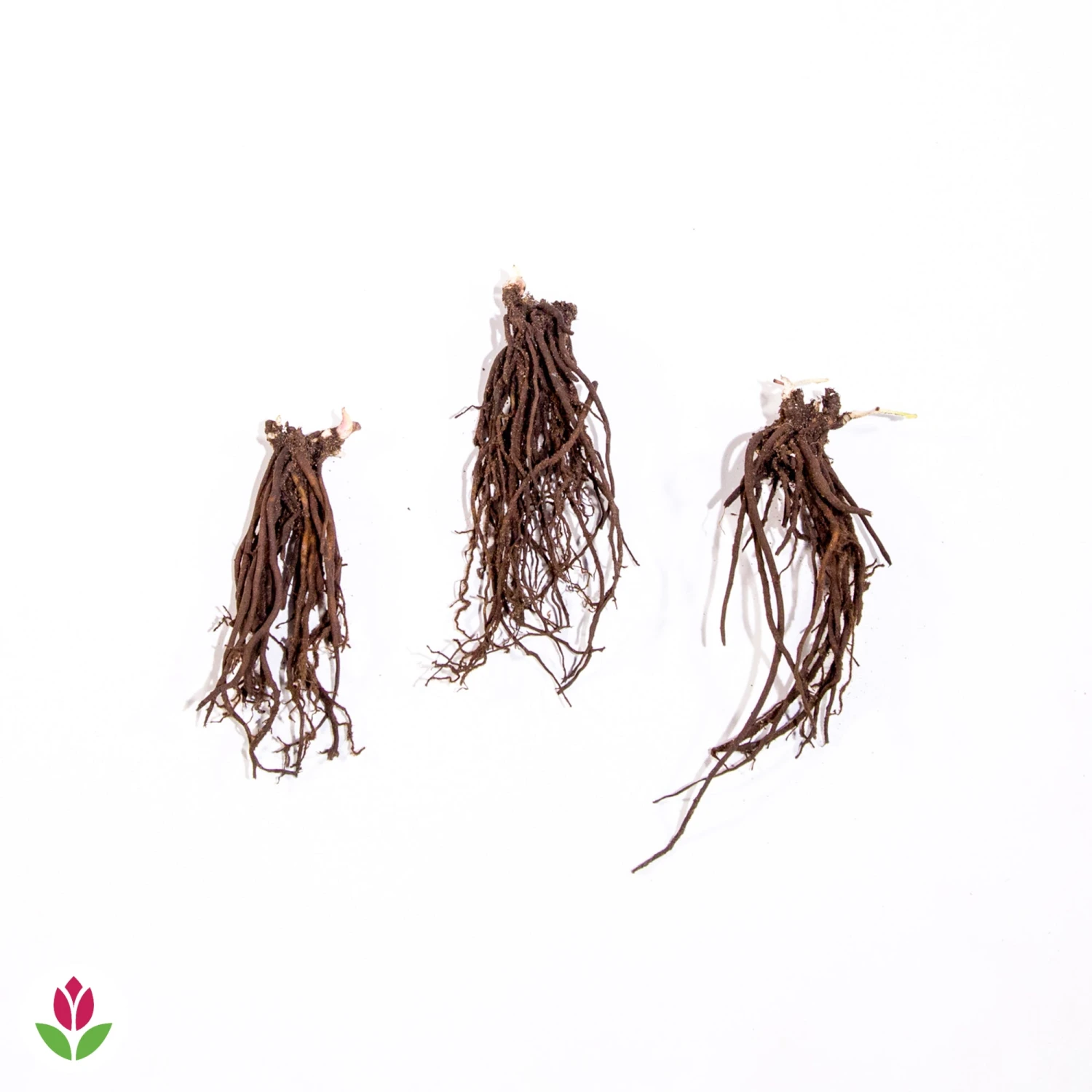 Hellébore Rose De Noël 7 Hellébore Rose De Noël – Image 5