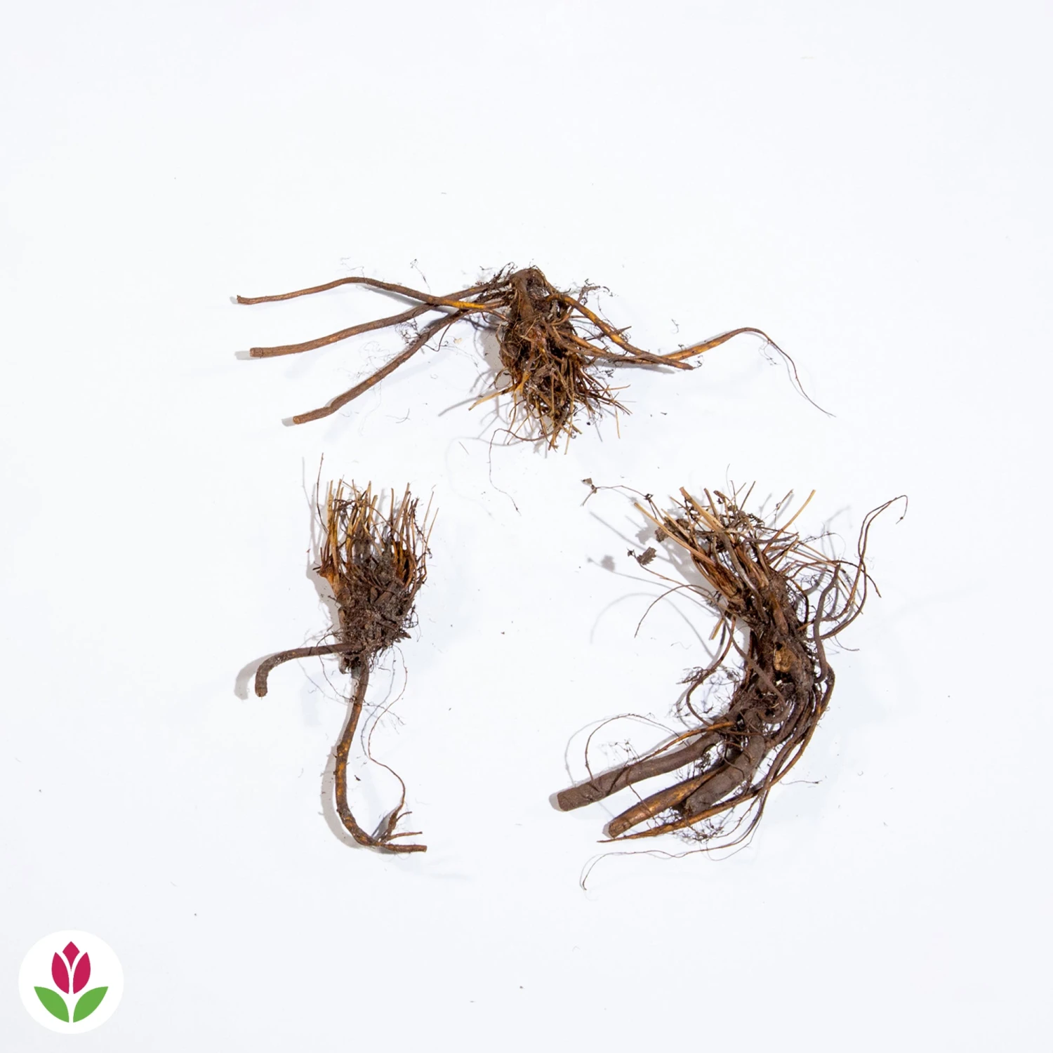 3 Pimprenelles Roses - Sanguisorbe 6 3 Pimprenelles Roses - Sanguisorbe – Image 4