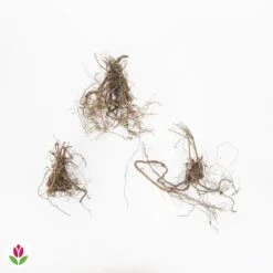 3 Géraniums Vivaces Sanguin Rose Foncé -France Fournitures De Jardin Soldes 2024 005585 wil QLZ 005585 1 1709029625934