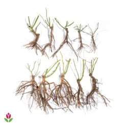 10 Rosiers Buissons En Mélange 8 10 Rosiers Buissons En Mélange -France Fournitures De Jardin Soldes 2024 006070 wil qlz 006070 1 1709720618922