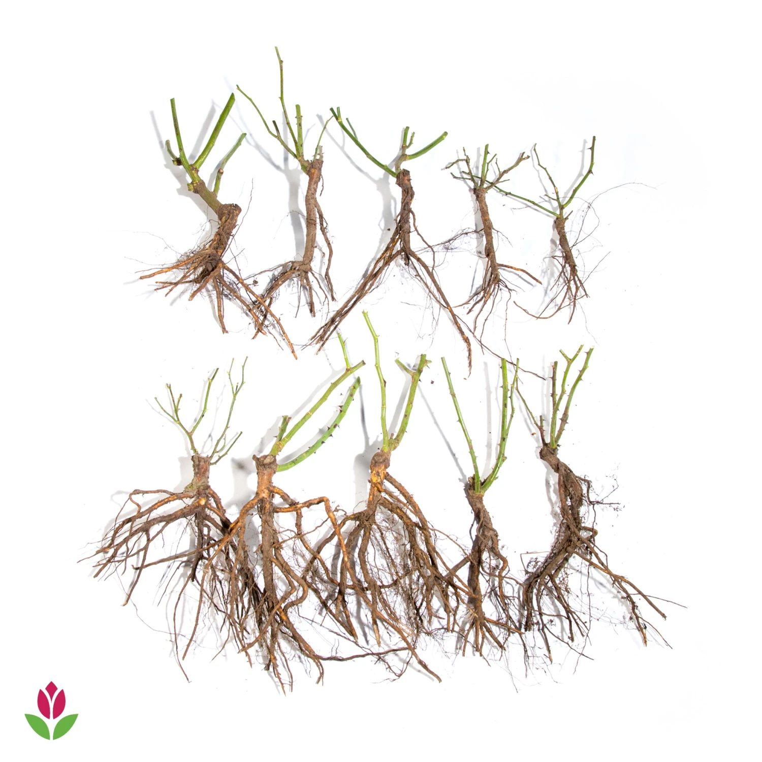 10 Rosiers Buissons En Mélange 5 10 Rosiers Buissons En Mélange – Image 3