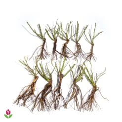 10 Rosiers Buissons En Mélange 9 10 Rosiers Buissons En Mélange -France Fournitures De Jardin Soldes 2024 006110 wil qlz 006110 3 1709720484509