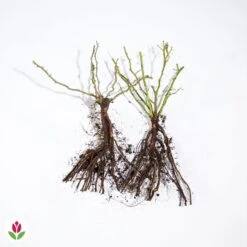 Collection De 2 Rosiers Lianes Immensee Blanc Et Petite Duchesse 9 Collection De 2 Rosiers Lianes Immensee Blanc Et Petite Duchesse -France Fournitures De Jardin Soldes 2024 006203 wil qlz 006203 1 1704380255062