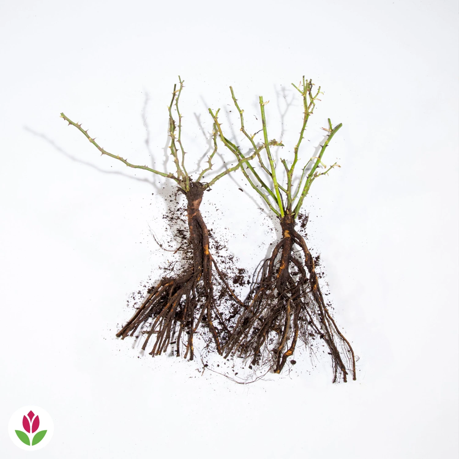 Collection De 2 Rosiers Lianes Immensee Blanc Et Petite Duchesse 6 Collection De 2 Rosiers Lianes Immensee Blanc Et Petite Duchesse – Image 4