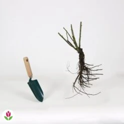 Rosier Buisson Lune Bleue 9 Rosier Buisson Lune Bleue -France Fournitures De Jardin Soldes 2024 006246 wil QLZ 006246 1 1706710256788