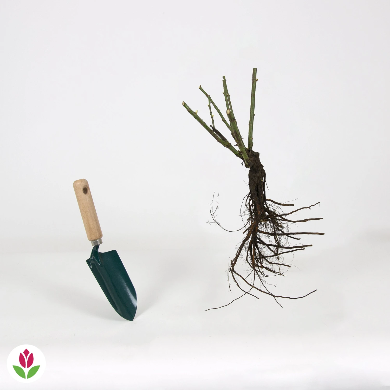 Rosier Buisson Lune Bleue 6 Rosier Buisson Lune Bleue – Image 4