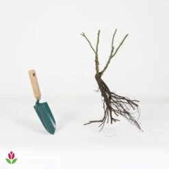 Rosier Buisson Double Delight 11 Rosier Buisson Double Delight -France Fournitures De Jardin Soldes 2024 006302 wil QLZ 006302 1 1708340197939