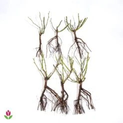 Rosier à Massif Lilli Marleen -France Fournitures De Jardin Soldes 2024 006474 wil qlz 100380 6 1709719002119