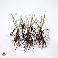 3 Mini-rosiers Randilla Jaune 7 3 Mini-rosiers Randilla Jaune -France Fournitures De Jardin Soldes 2024 006605 wil qlz 100374 1 1707230467715