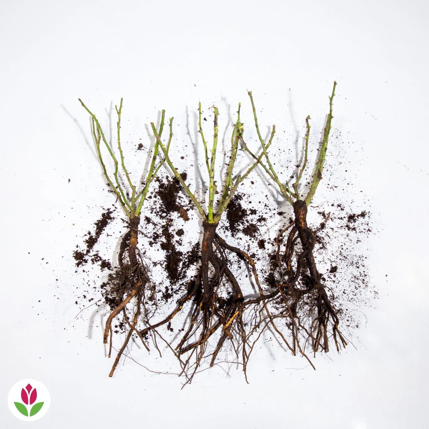 3 Mini-rosiers Randilla Jaune 5 3 Mini-rosiers Randilla Jaune – Image 3