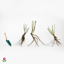 Rosier à Massif Lilli Marleen -France Fournitures De Jardin Soldes 2024 006654 wil qlr 100380 4 1709719018993