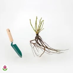 Rosier White Symphony 7 Rosier White Symphony -France Fournitures De Jardin Soldes 2024 006676 wil qlr 100381 3 1708339945401