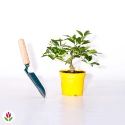 Citronnier Vulcan 7 Citronnier Vulcan -France Fournitures De Jardin Soldes 2024 006983 wil qlh 52747 5 1707484092206