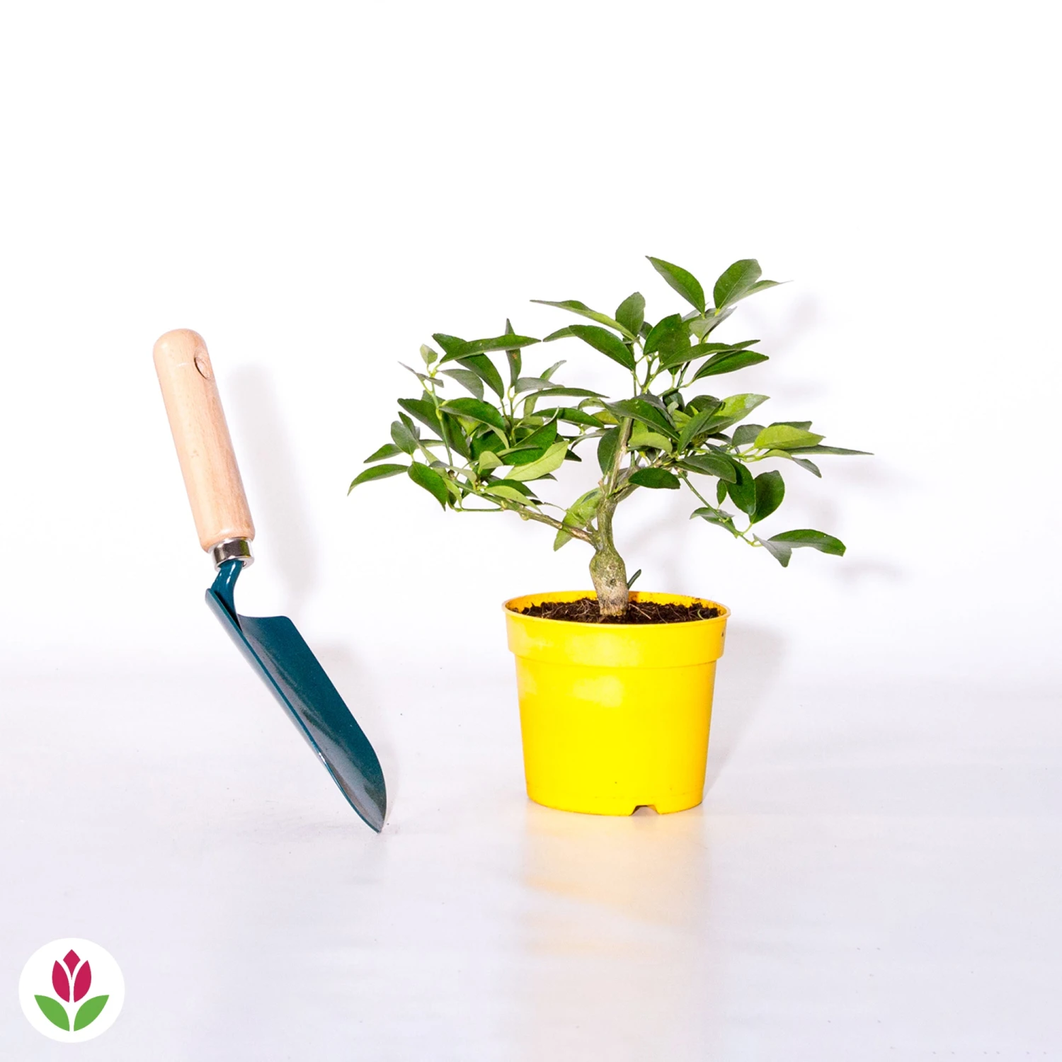 Citronnier Vulcan 5 Citronnier Vulcan – Image 3