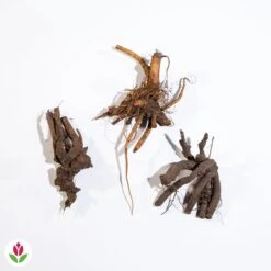 3 Pivoines Parfumées Rouge, Rose, Blanche En Mélange 9 3 Pivoines Parfumées Rouge, Rose, Blanche En Mélange -France Fournitures De Jardin Soldes 2024 007003 wil qlz 100409 4 1708958368288