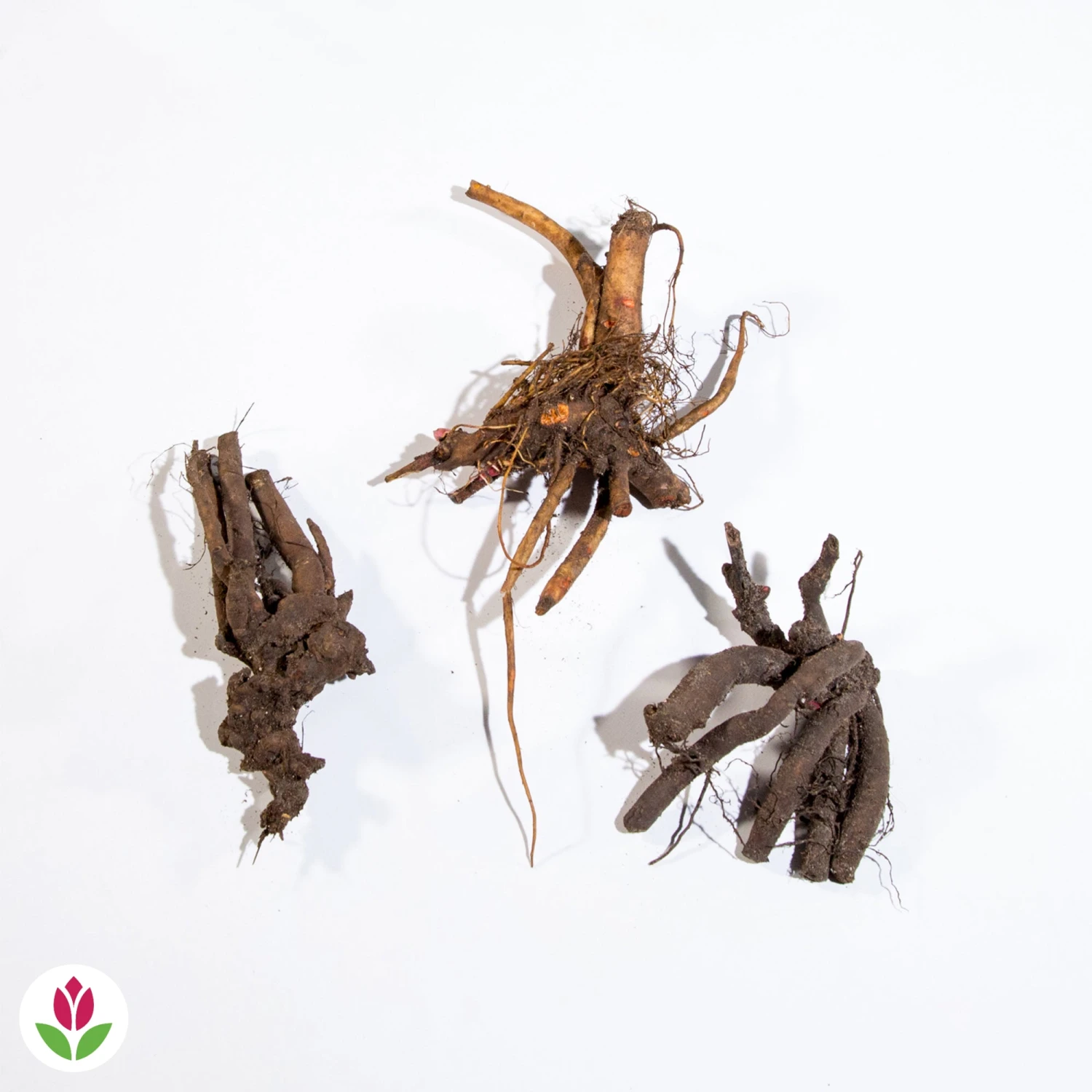 3 Pivoines Parfumées Rouge, Rose, Blanche En Mélange 6 3 Pivoines Parfumées Rouge, Rose, Blanche En Mélange – Image 4