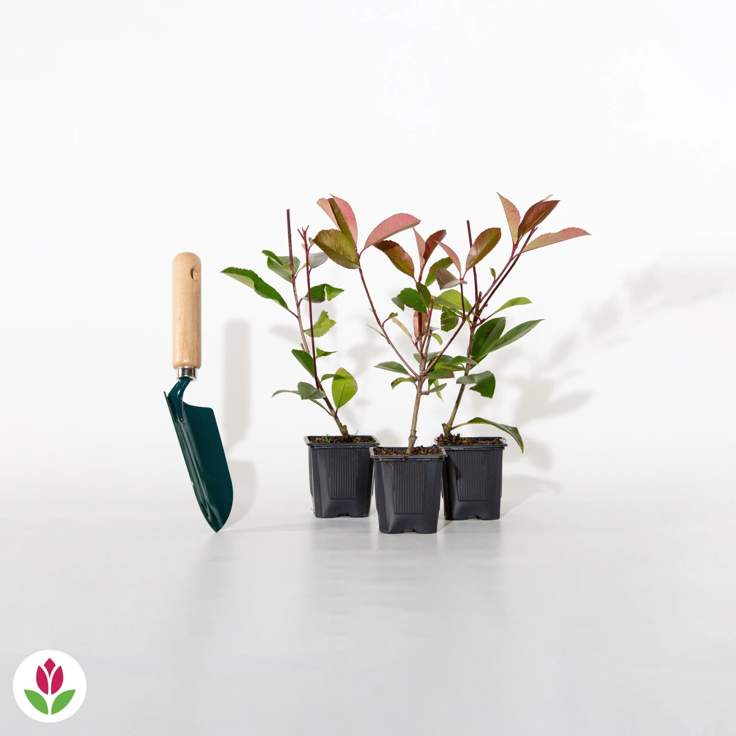 Haie De 3 Photinias Red Robin 8 Haie De 3 Photinias Red Robin – Image 6