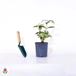 Arbre à Papillons Tricolore 7 Arbre à Papillons Tricolore -France Fournitures De Jardin Soldes 2024 007104 wil qlp 81552 5 1706887154822