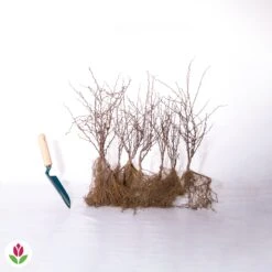 Haie De Berberis Rouges -France Fournitures De Jardin Soldes 2024 007132 wil qlz 100420 2 1706612125373