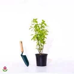 Seringat Virginal - Philadelphus -France Fournitures De Jardin Soldes 2024 007213 wil qlp 007213 1 1705928356241