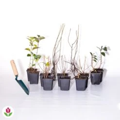 Collection Haie Fleuries Et Parfumées - 12 Arbustes 19 Collection Haie Fleuries Et Parfumées - 12 Arbustes -France Fournitures De Jardin Soldes 2024 007233 wil qlh 103772 9 1706612451176