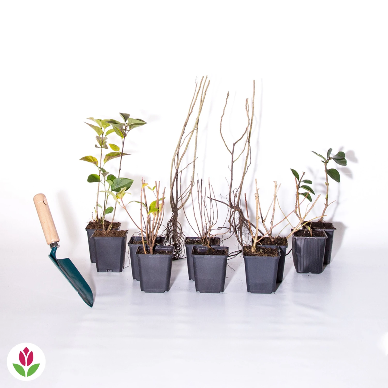 Collection Haie Fleuries Et Parfumées - 12 Arbustes 11 Collection Haie Fleuries Et Parfumées - 12 Arbustes – Image 9