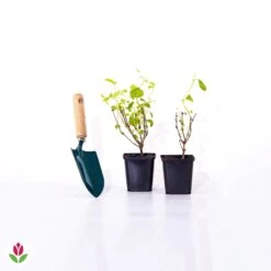 Seringat Virginal - Philadelphus -France Fournitures De Jardin Soldes 2024 007242 wil qlp 007242 1 1705928541000