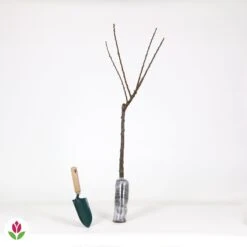 Mini-abricotier 9 Mini-abricotier -France Fournitures De Jardin Soldes 2024 007654 wil QLH 007654 1 1707227019638