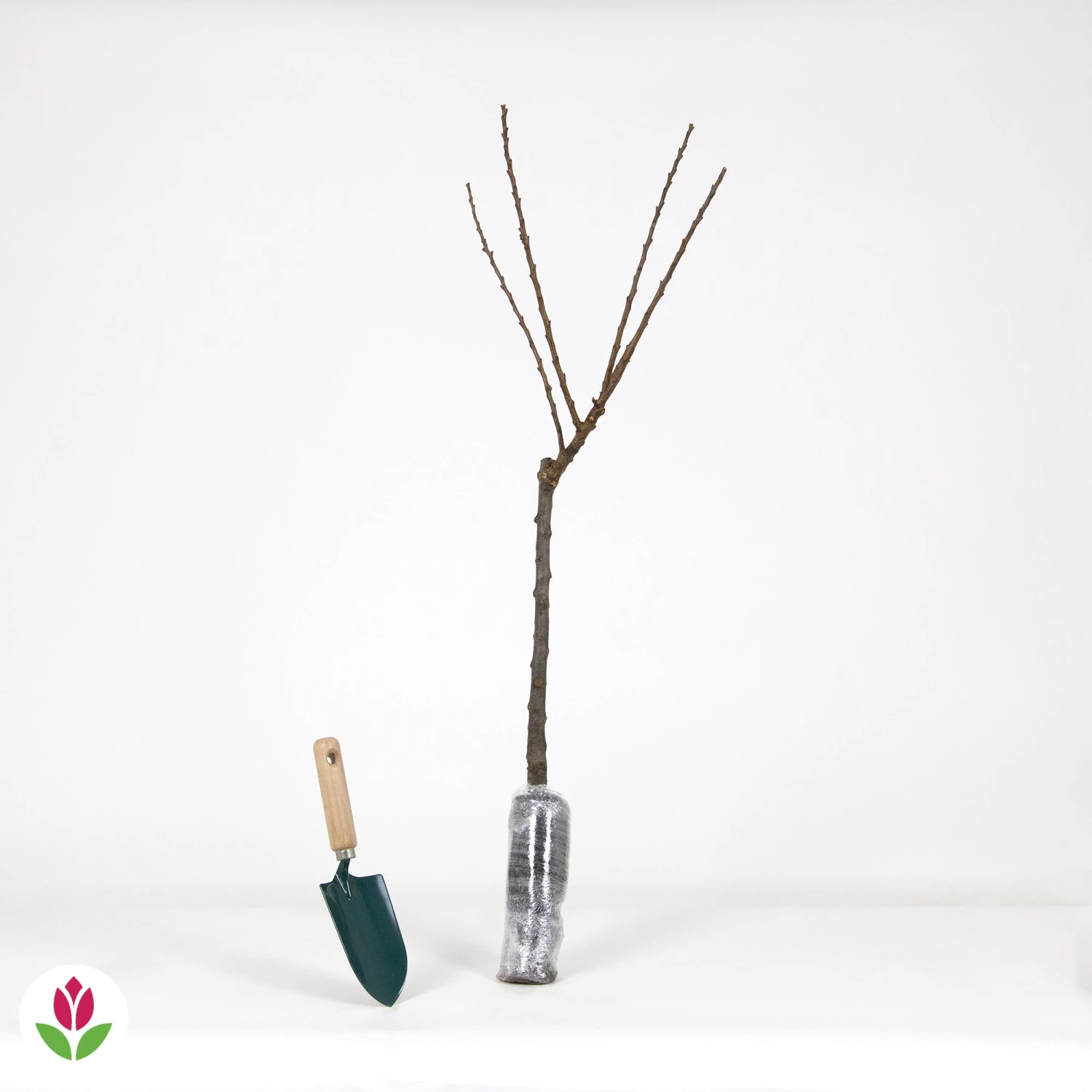 Mini-abricotier 6 Mini-abricotier – Image 4