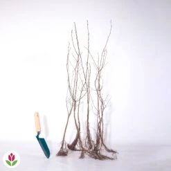 Haie De 10 Charmes -France Fournitures De Jardin Soldes 2024 007827 wil qlz 112263 9 1707482803759