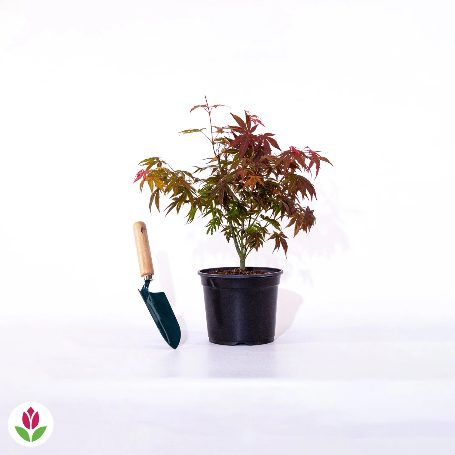 Erable Du Japon Shaina 7 Erable Du Japon Shaina – Image 5