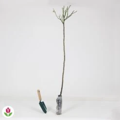 Rosier Sur Tige Osiria -France Fournitures De Jardin Soldes 2024 010209 wil QLZ 010209 1 1707231271375