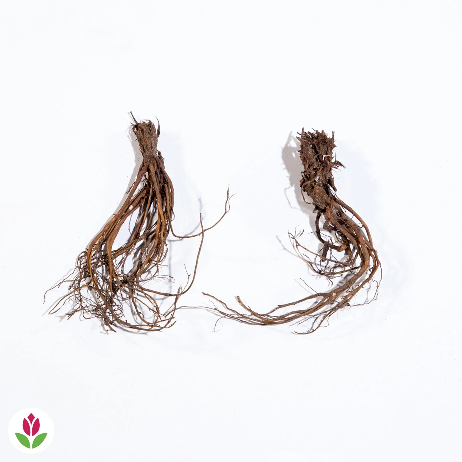 2 Géraniums Vivaces Doubles Blancs 4 2 Géraniums Vivaces Doubles Blancs – Image 2