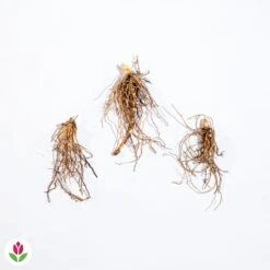 Muguet Rose 9 Muguet Rose -France Fournitures De Jardin Soldes 2024 010576 wil qlz 100511 3 1706613033622