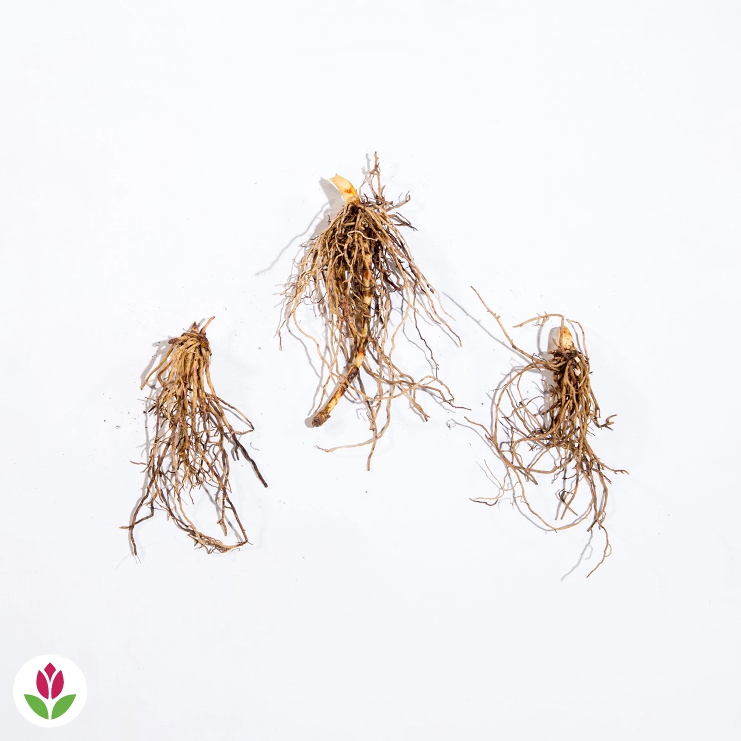 Muguet Rose 6 Muguet Rose – Image 4