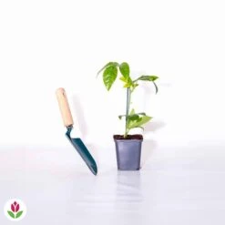 Fruit De La Passion Frederick -France Fournitures De Jardin Soldes 2024 010746 wil QLH 010746 1 1703071690202