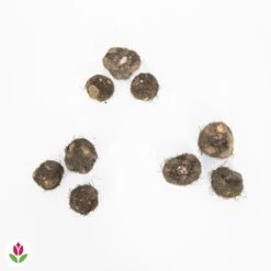 9 Bégonias Parfumées En Mélange 13 9 Bégonias Parfumées En Mélange -France Fournitures De Jardin Soldes 2024 011712 wil QLZ 011712 1 1709717624705