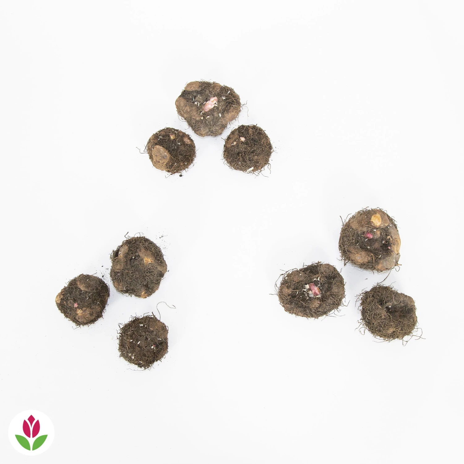 9 Bégonias Parfumées En Mélange 8 9 Bégonias Parfumées En Mélange – Image 6