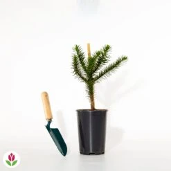 Désespoir Des Singes -France Fournitures De Jardin Soldes 2024 011790 wil qlh 11790 1 1704465864729