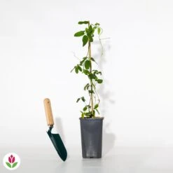 Akébia à Cinq Feuilles -France Fournitures De Jardin Soldes 2024 012630 wil qlh 012630 1 1705924018371