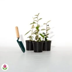 Eleagnus 14 Eleagnus -France Fournitures De Jardin Soldes 2024 012633 wil qlh 012633 1 1705586506029